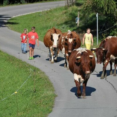 jeden Abend Kühe treiben