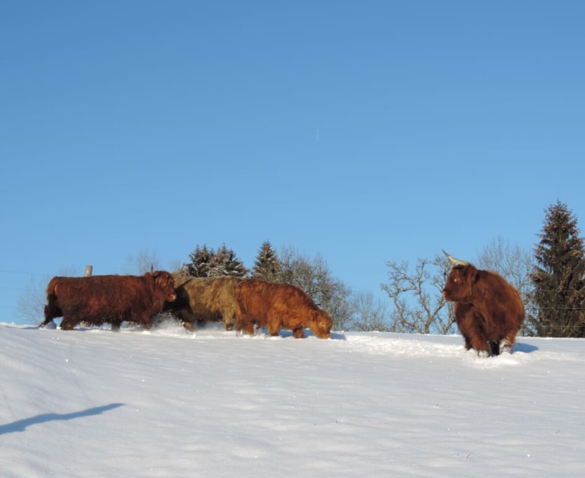 Unsere Hochlandrinder im Schnee