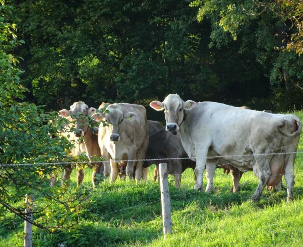 Unsere Milchkühe