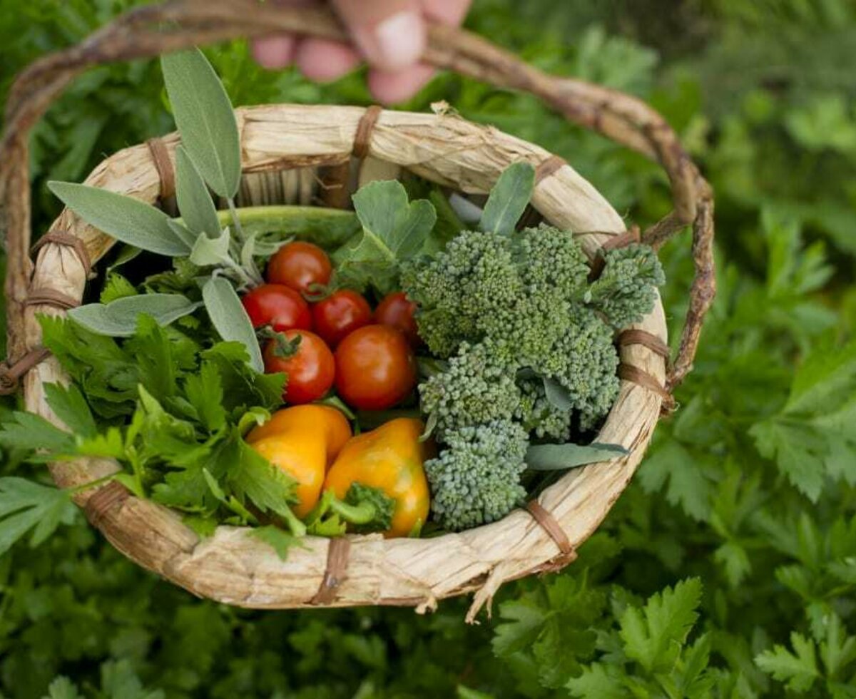 Ernte aus dem Gemüsegarten