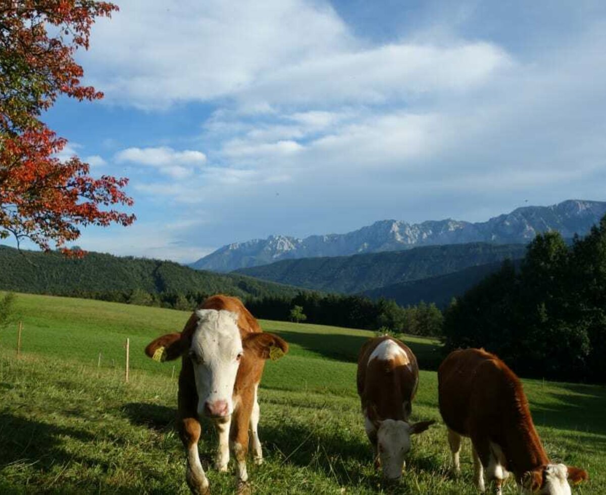 Kühe auf der Weide