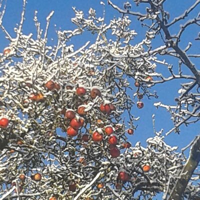 die letzten Äpfel am Baum