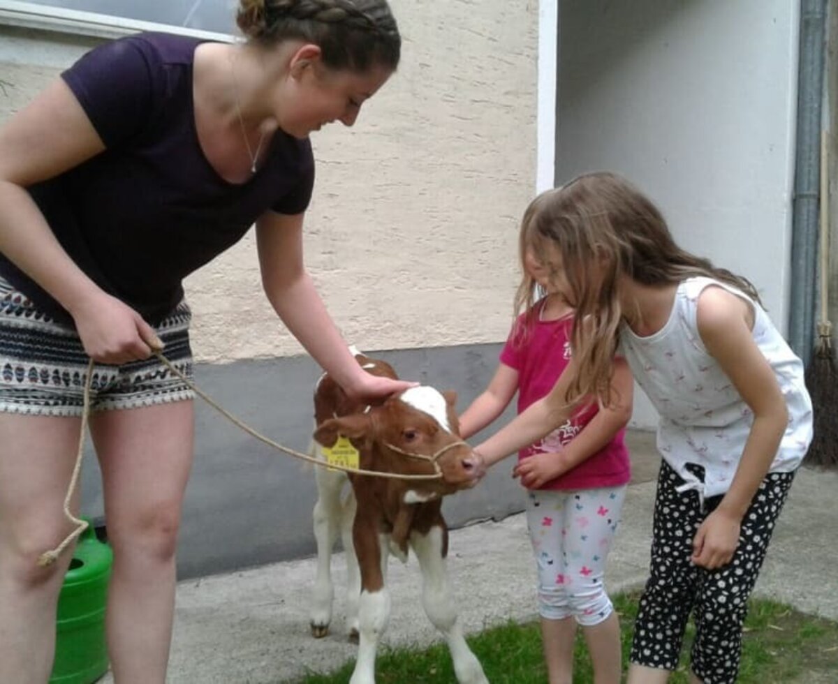 junges Kälbchen beim "Spaziergang"