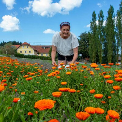 Franziska bei der Ernte im Teegarten