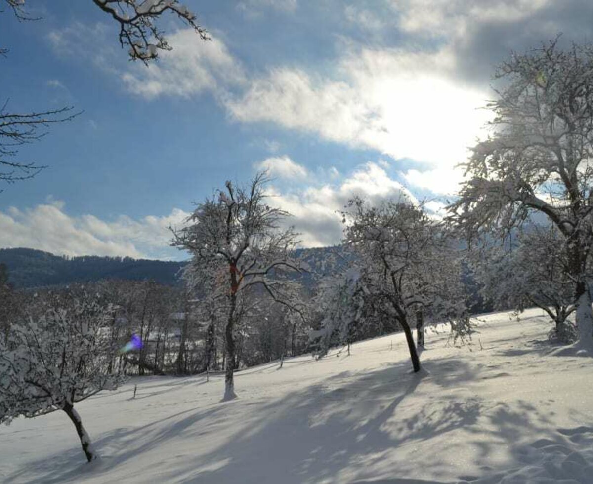 unser Obstgarten im Winterkleid