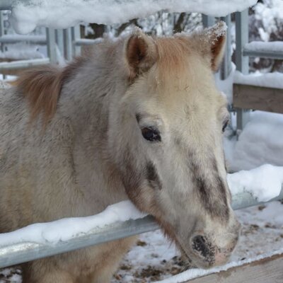 Fritzi liebt den Schnee