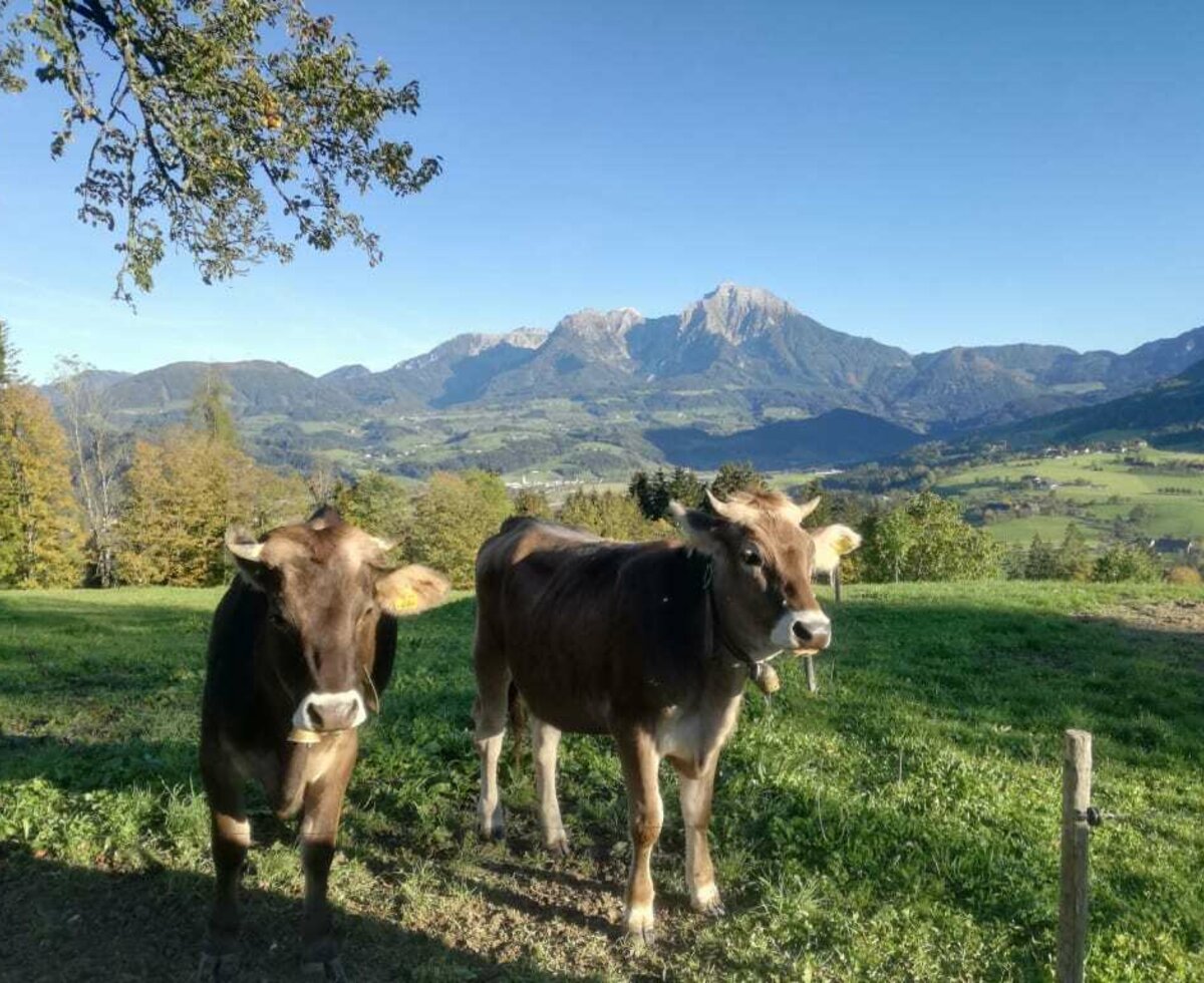 Unsere Kälber genießen den Herbst