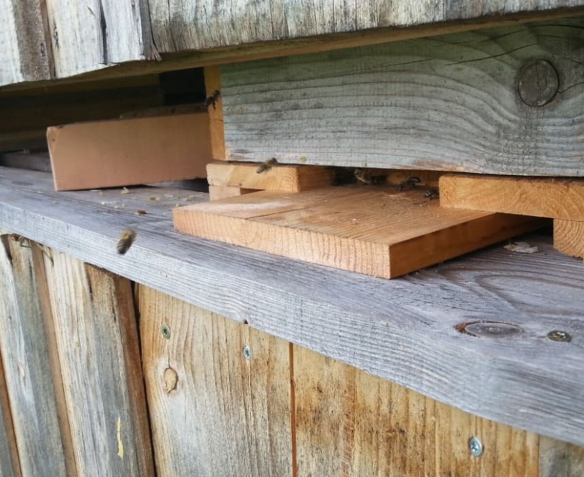 die Bienen bei der Arbeit