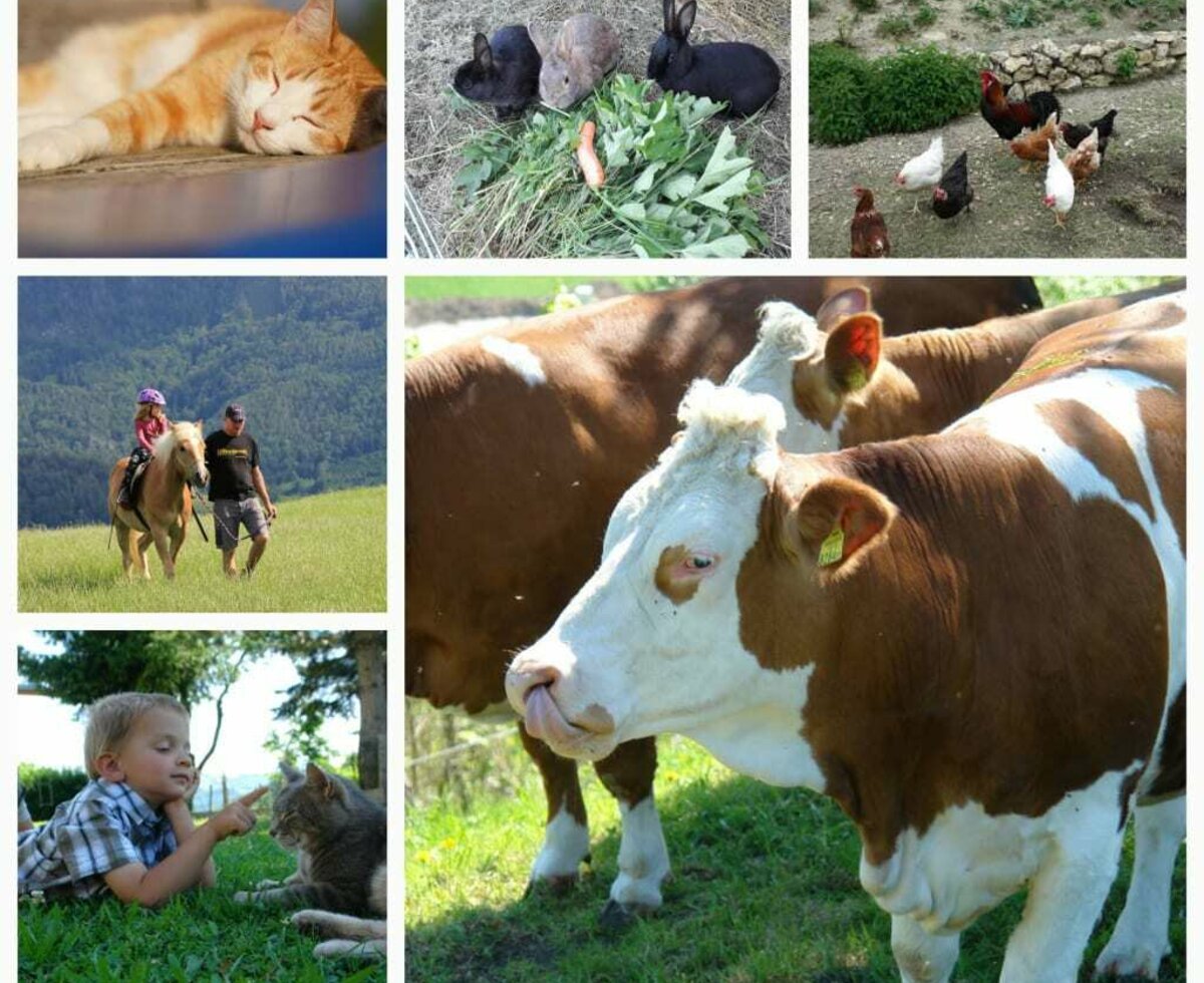 Unsere Bauernhoftiere