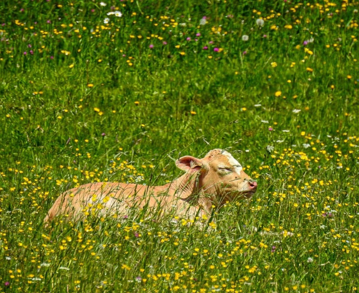 Kälbchen in der Blumenwiese