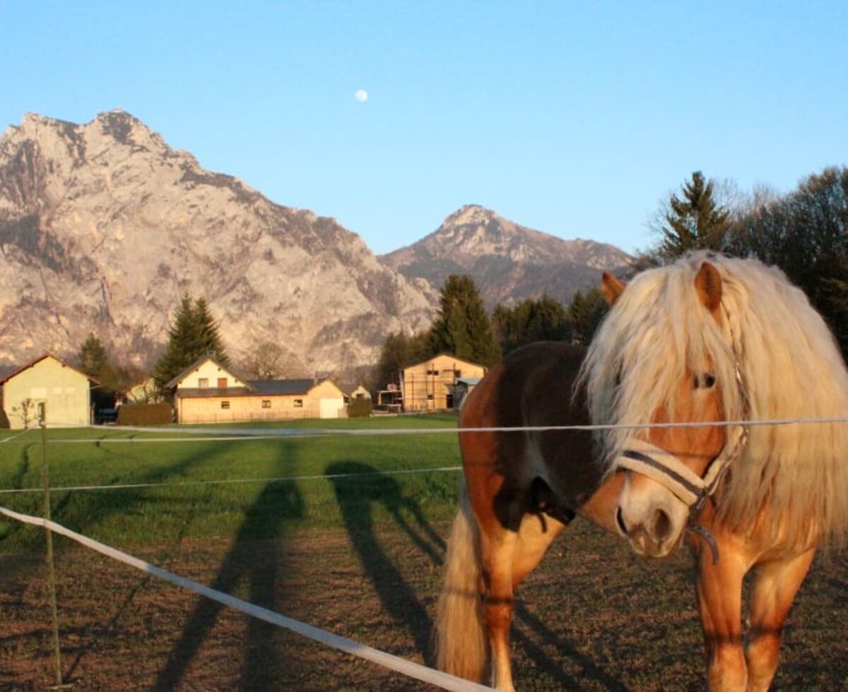 Unsere Haflinger