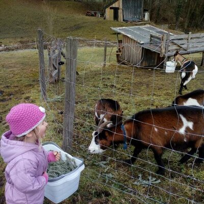 Ziegen füttern