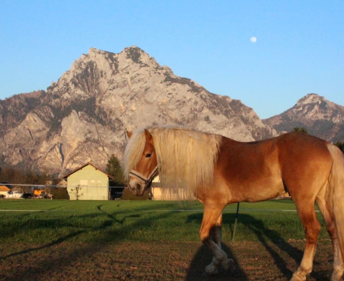 Unsere Haflinger