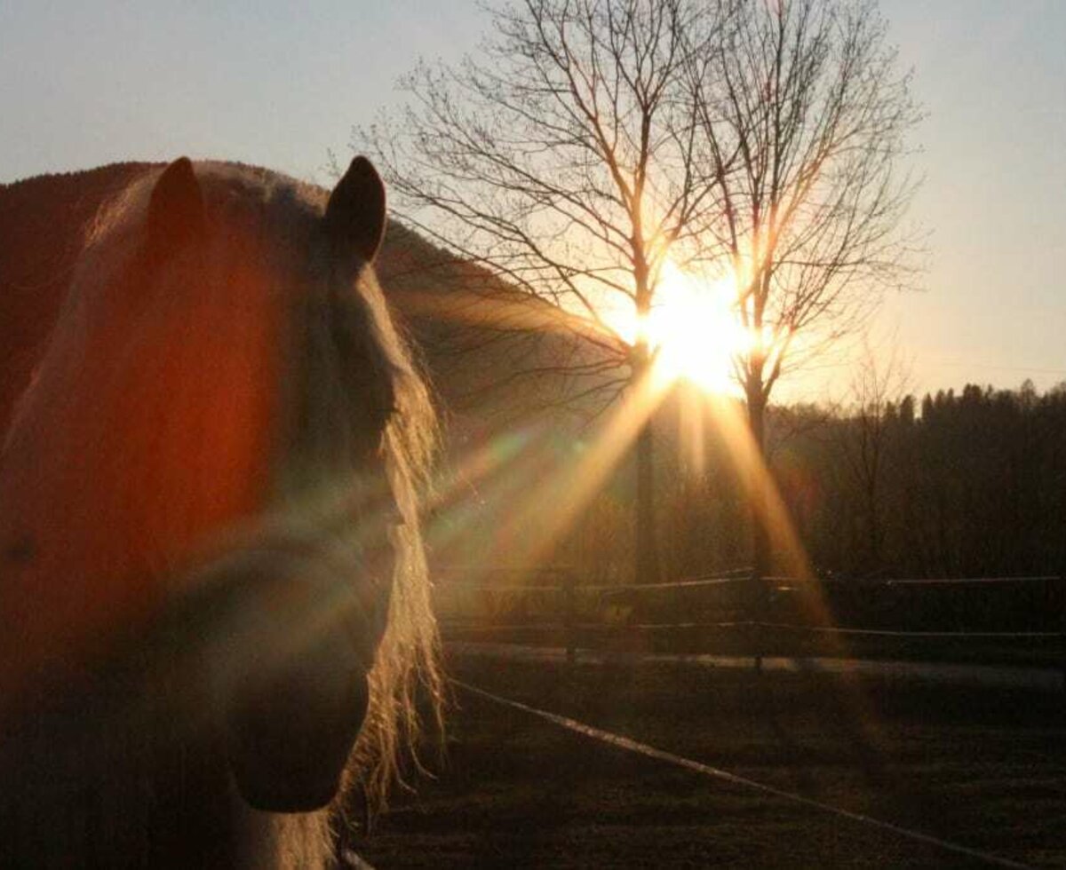 Unsere Haflinger