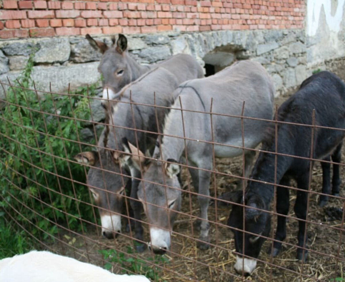 Unsere Zwergeseln