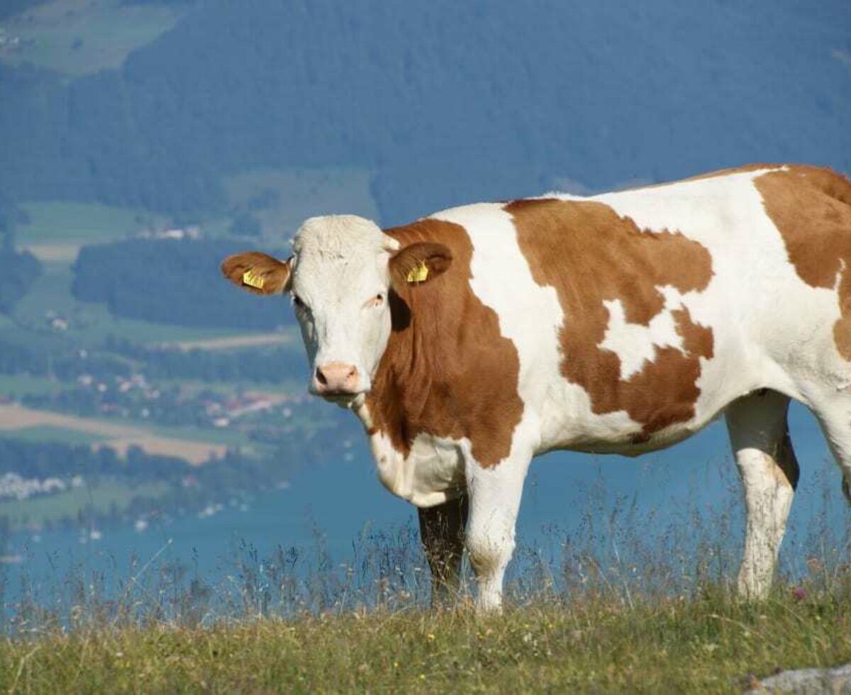 Kalbin auf der Griesalm