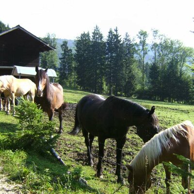 Pferde auf der Weide