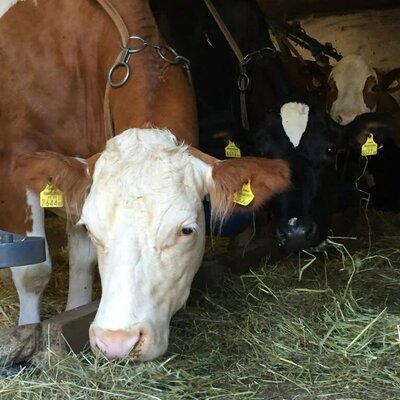 Kühe im Stall werden gefüttert