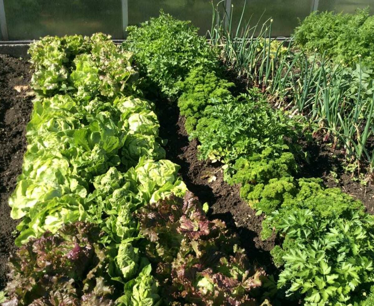 Salat im Garten