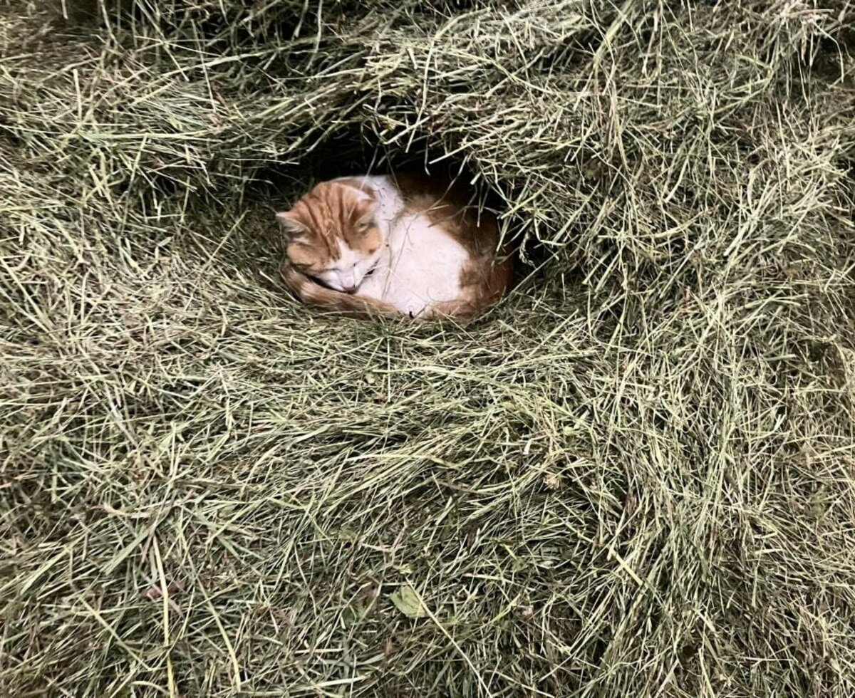 Katze Feuerball