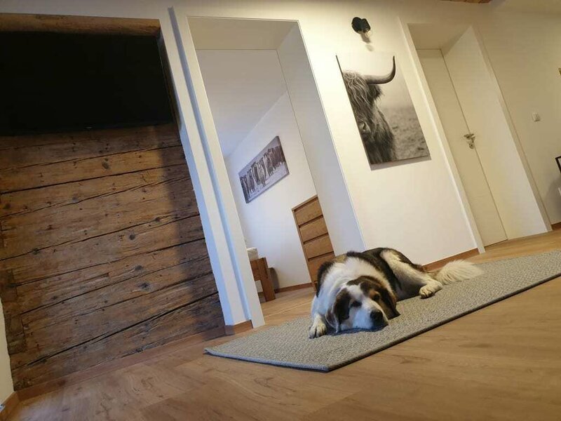 Hund Felix in der Ferienwohnung "Eiche"