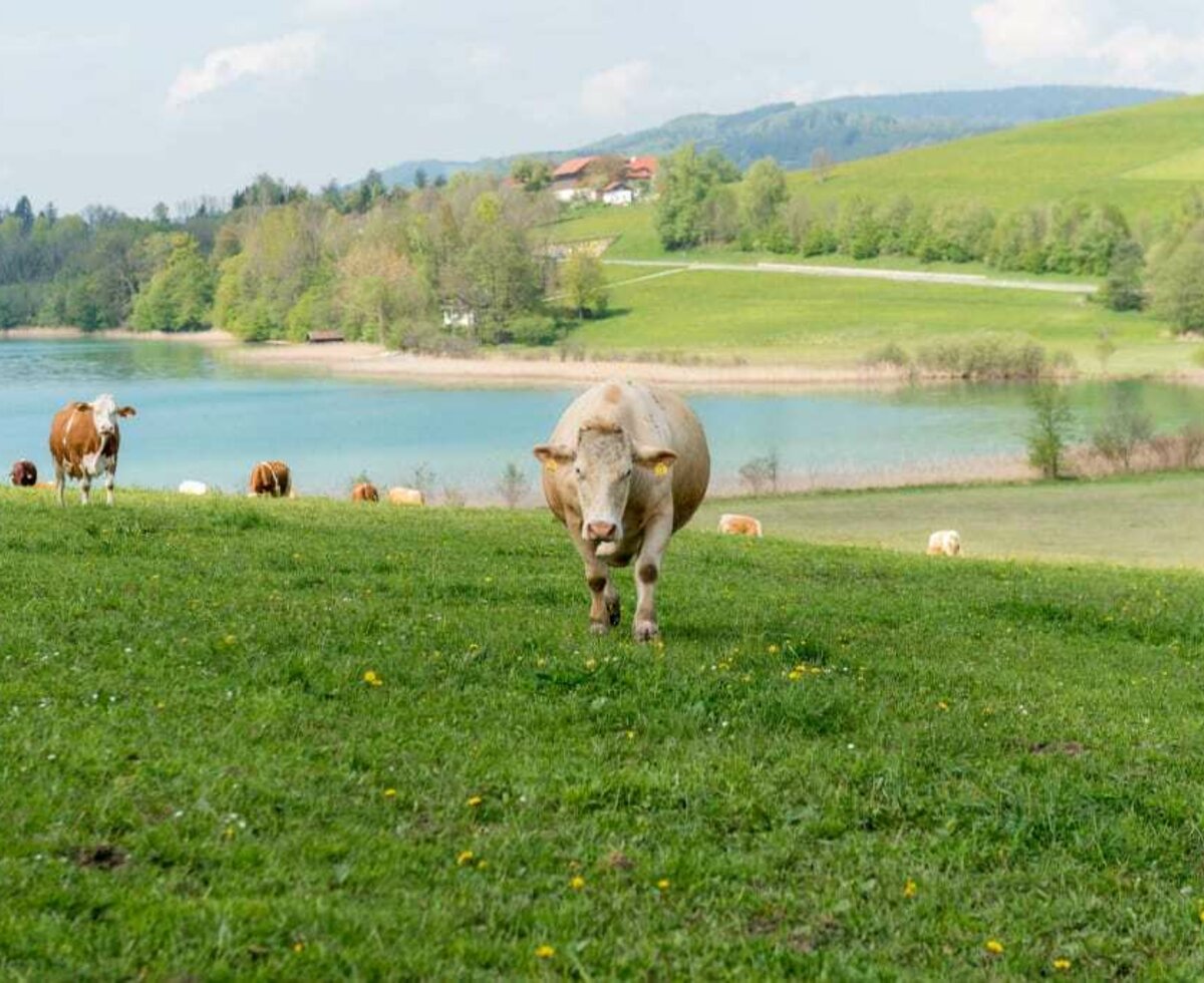 unsere Kühe auf der Weide