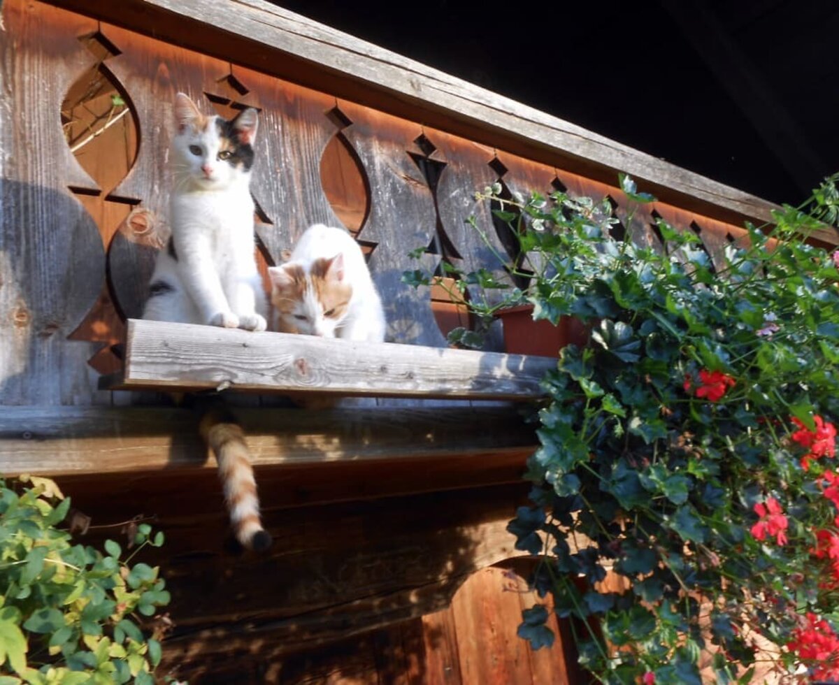 Am Balkon der Hütte