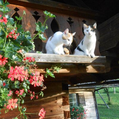 Unsere Katzen bei der Hütte