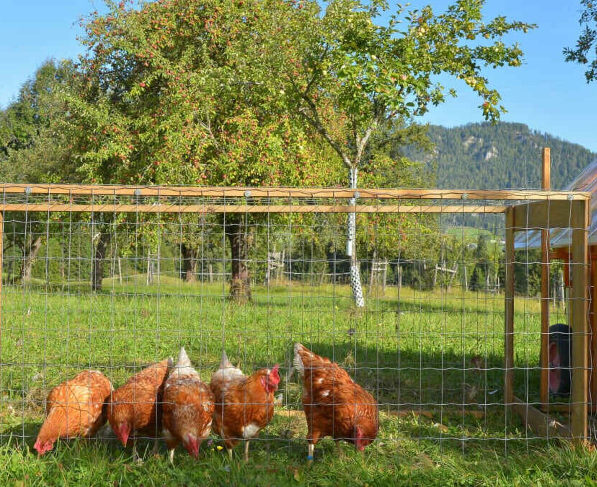 Hühner im Sommer