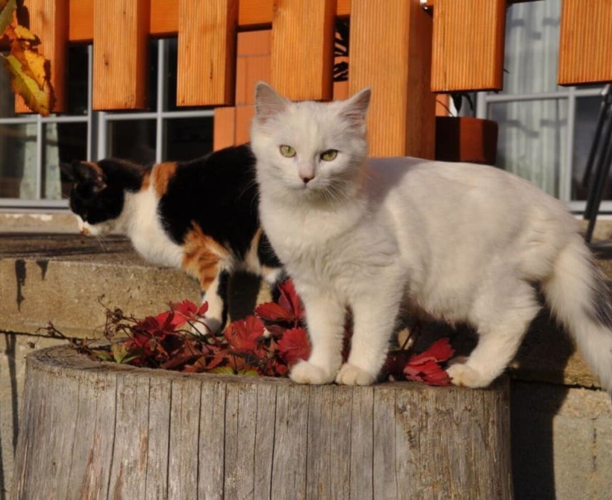 Katzen im Herbst