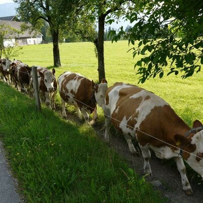 Kühe gehen zur Weide BIO Ferienhof Hotz