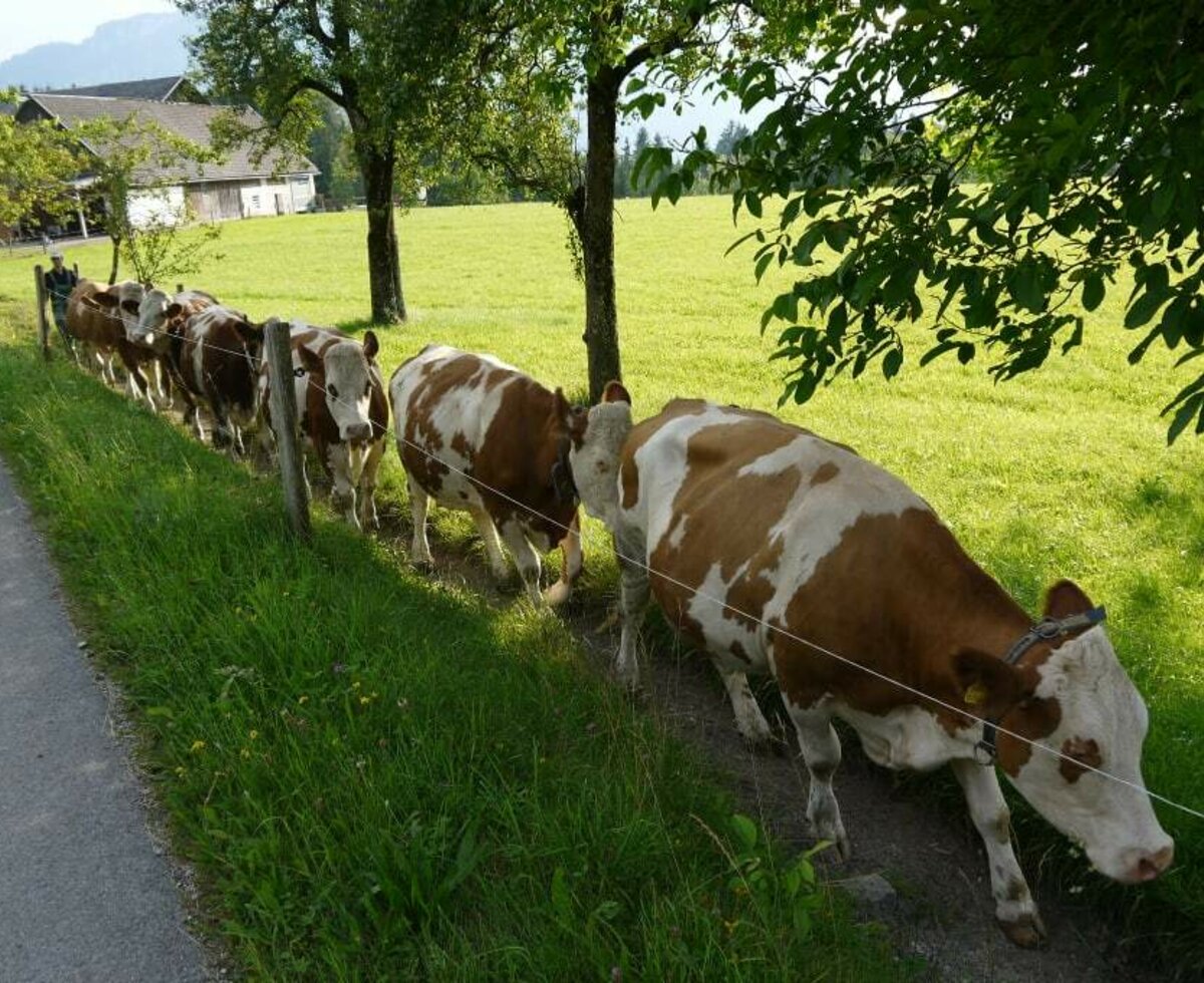 Kühe gehen zur Weide BIO Ferienhof Hotz