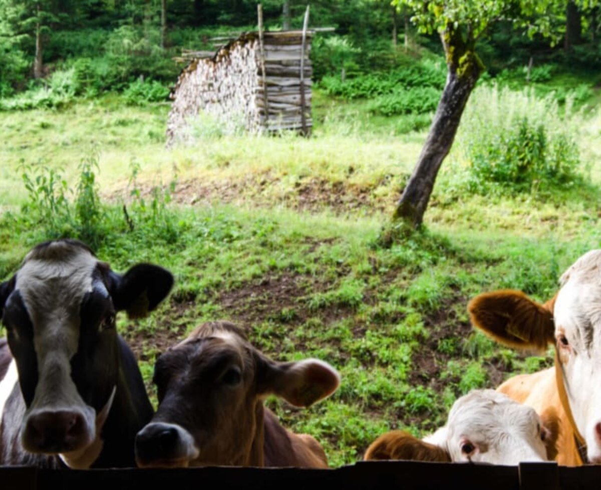 die Kühe sind neugierige Tiere