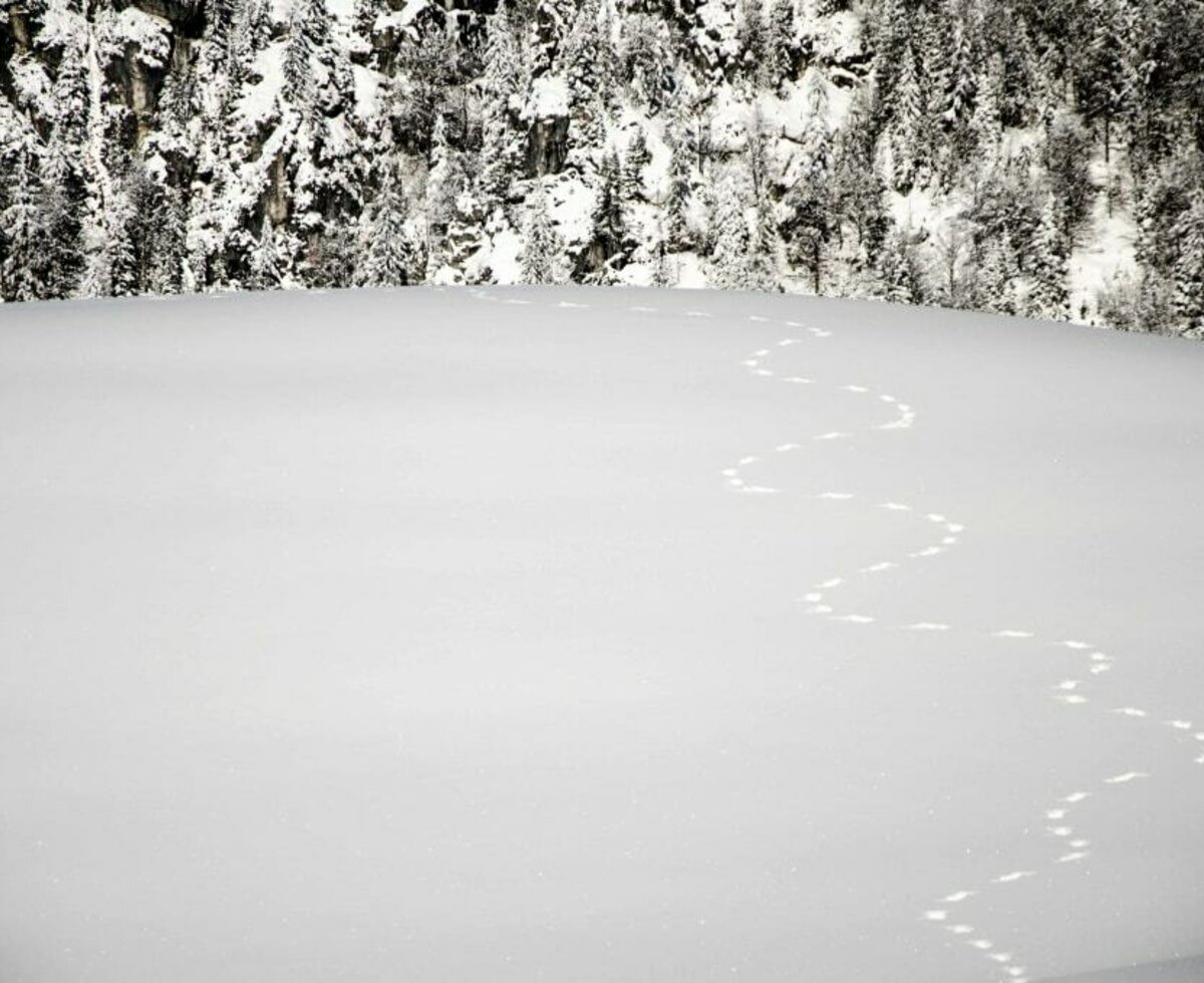 Spuren im Schnee