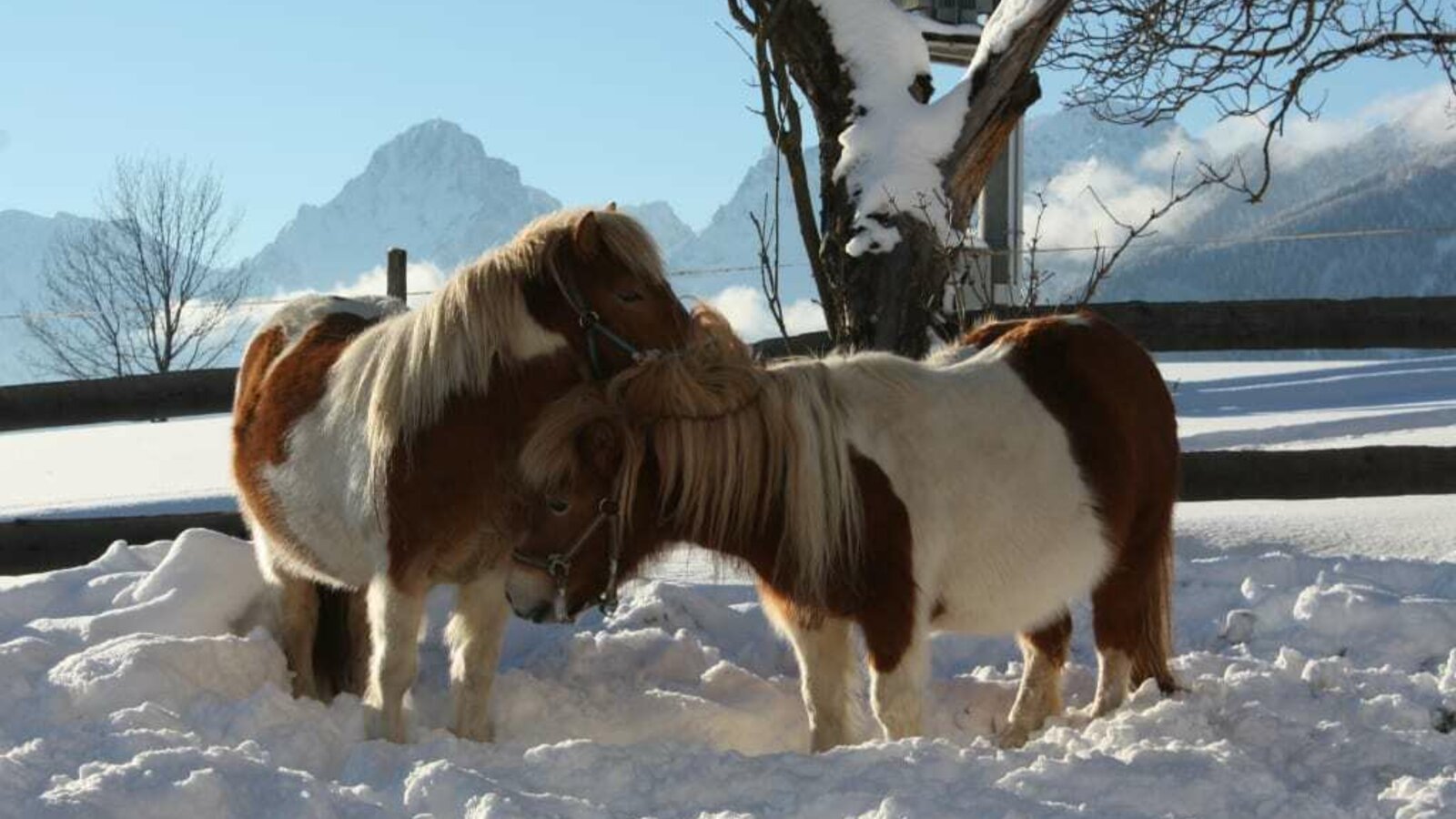 Kuschelige Wintergrüße von Sissy & Suki