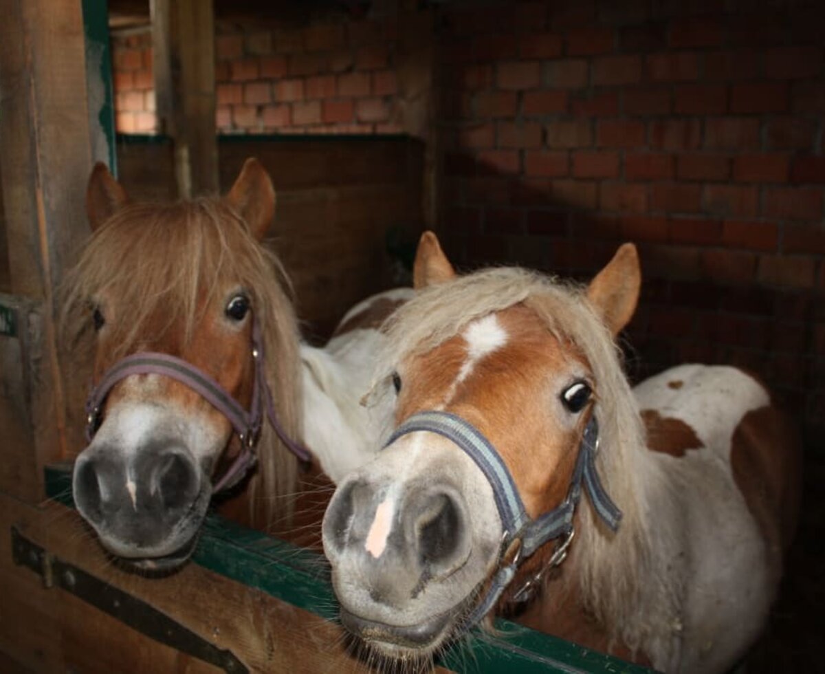 Unsere zwei Schetland-Ponys warten schon auf dich!