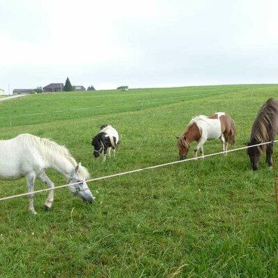 Merlin, Theo, Max und Ilka