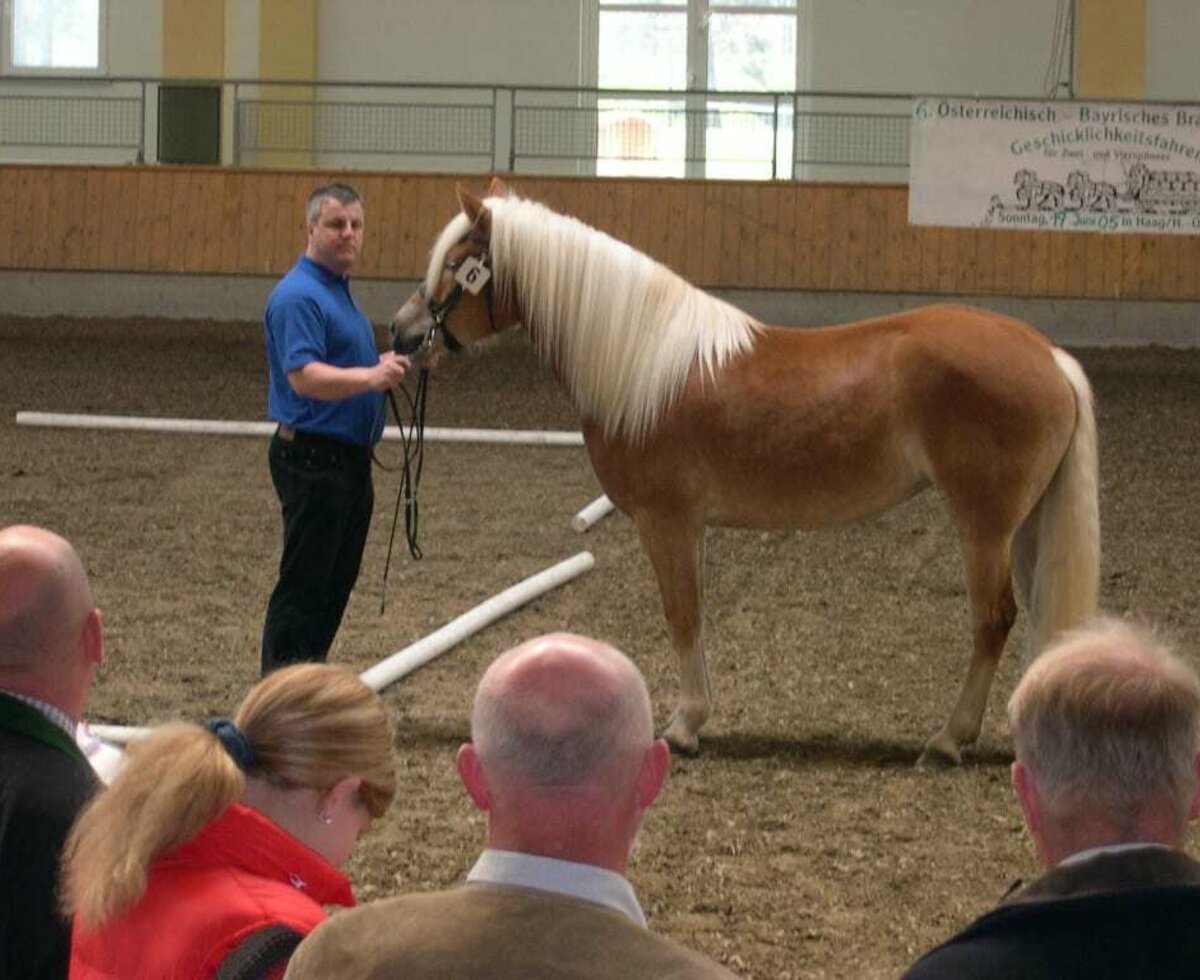 Unsere Haflinger waren schon auf einigen Ausstellungen und wurden mit Auszeichnungen prämiert