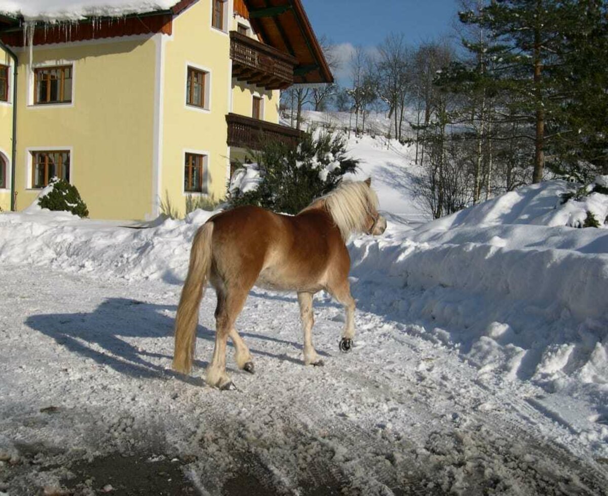 Die Pferde haben auch Spaß auf dem Weg zur Winterweide