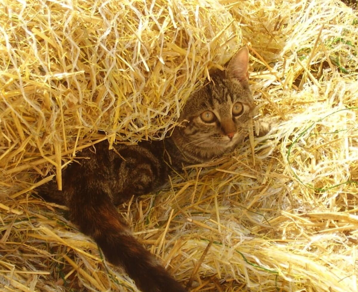 Graue Katze versteckt sich im Stroh.