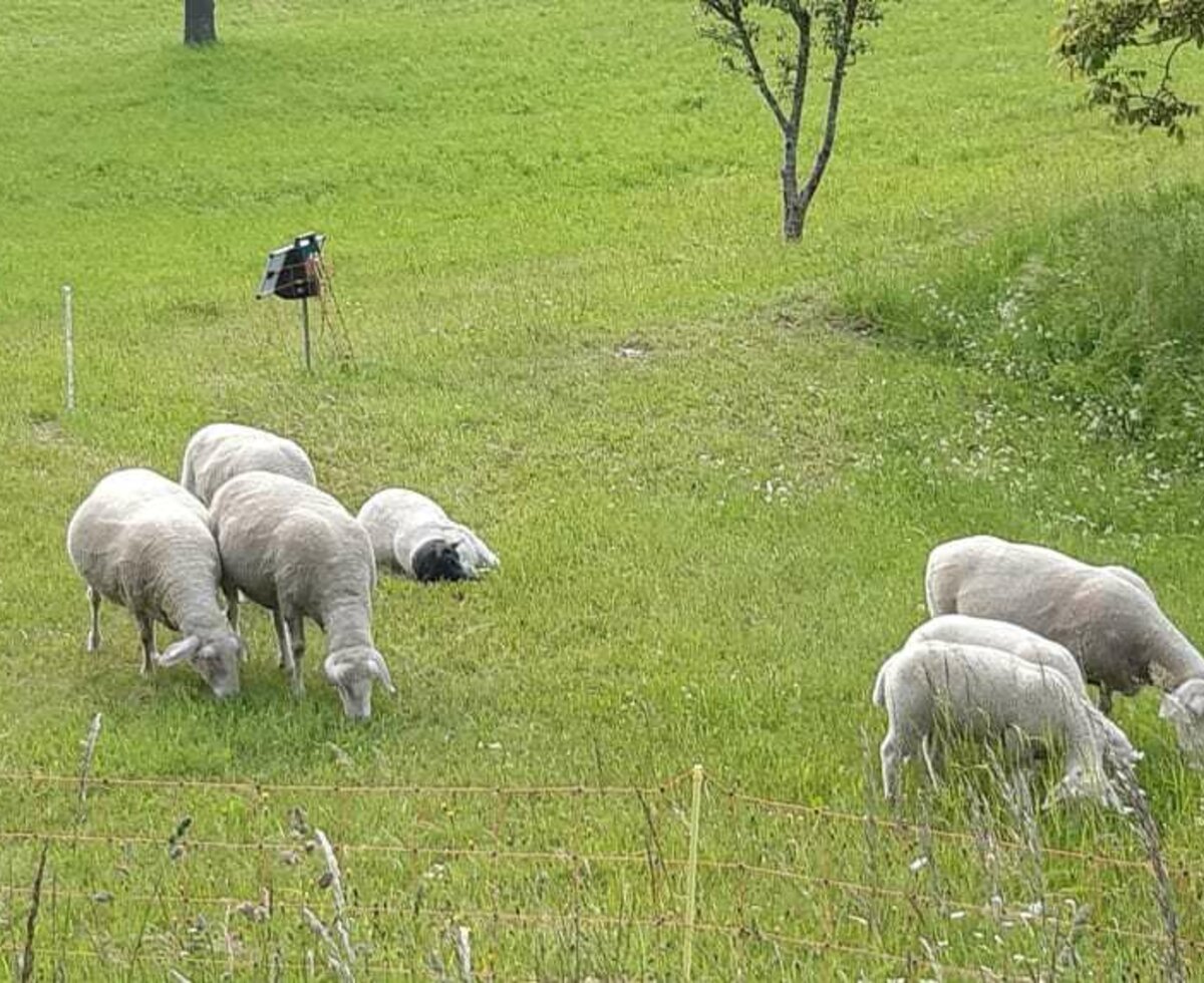 Schafe auf der Weide