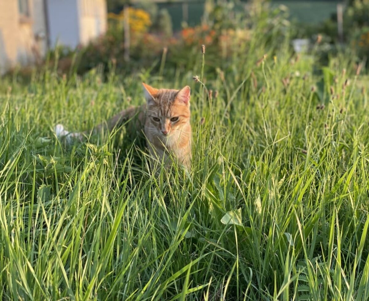 Oscar in der Wiese