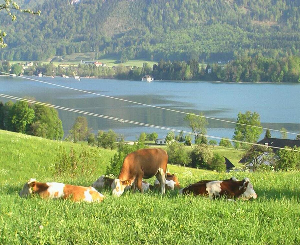 Unser Kühe auf der Weide