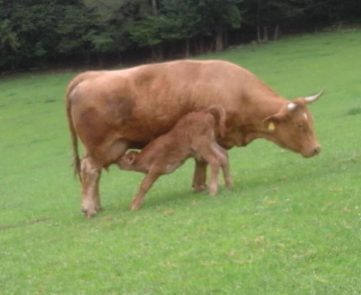 bei Mama schmeckt es am Besten