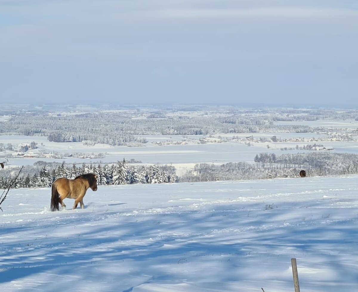 Die Ponys genießen den Schnee