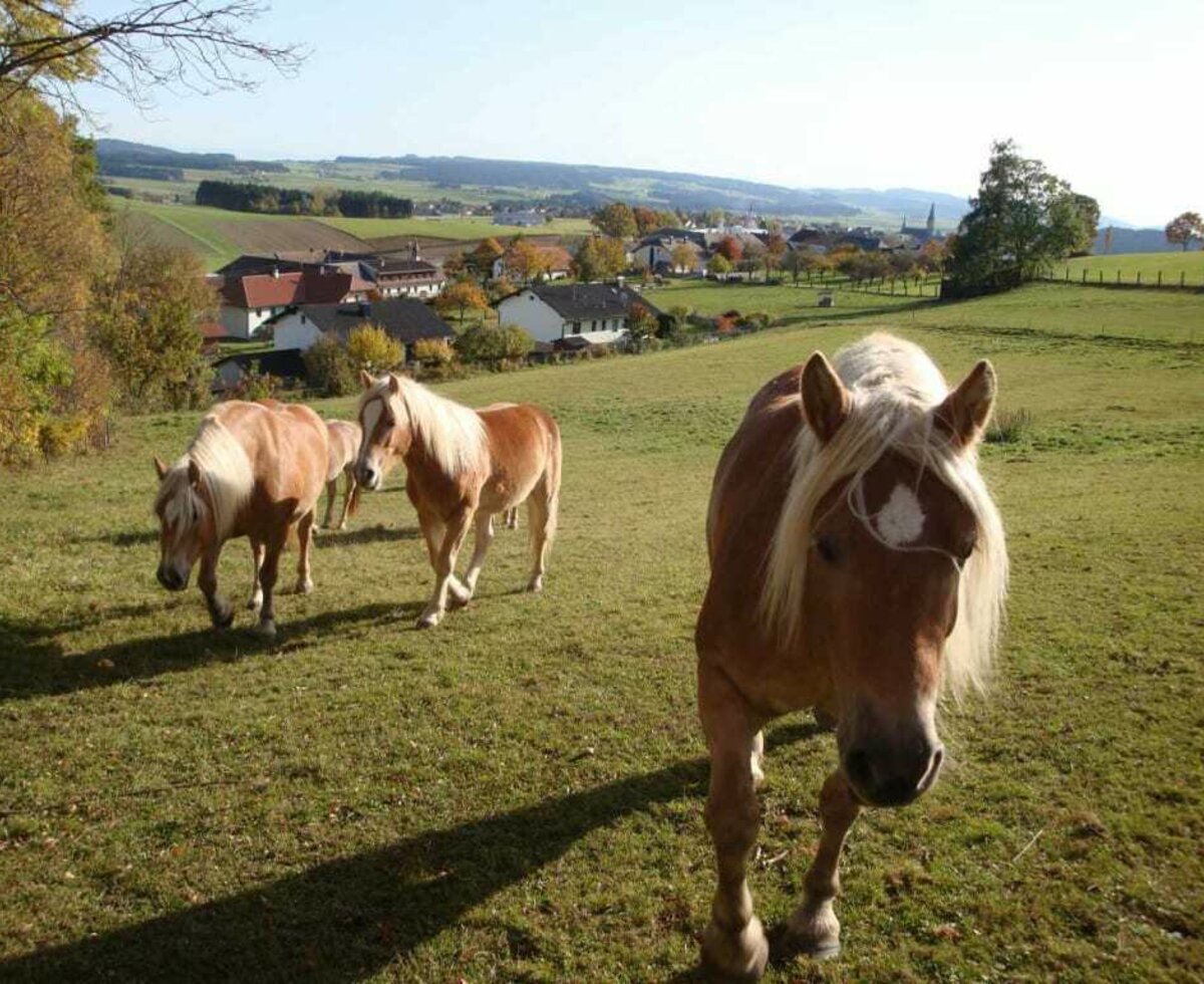 Unsere Haflinger