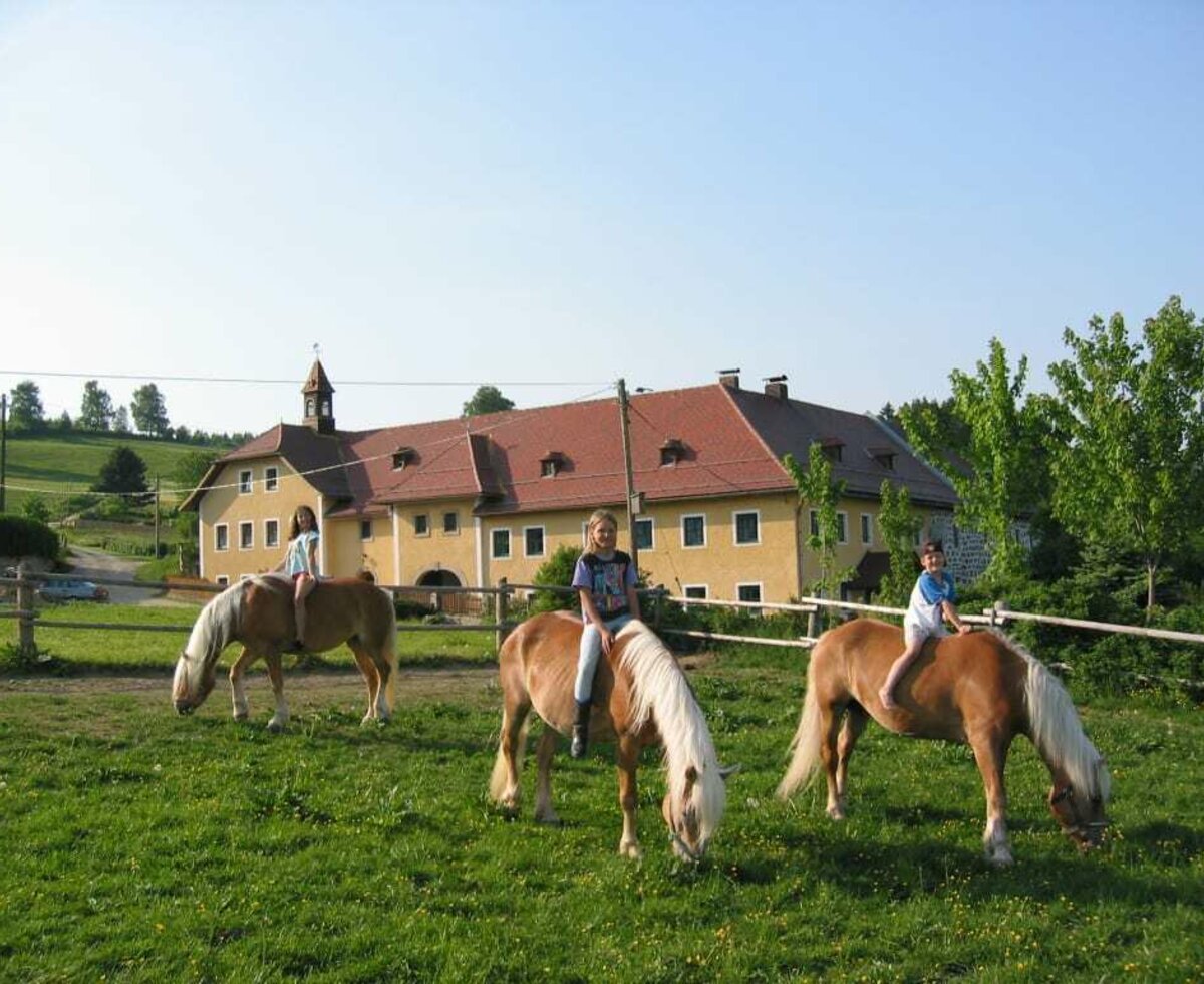 Ohne Sattel auf Haflinger