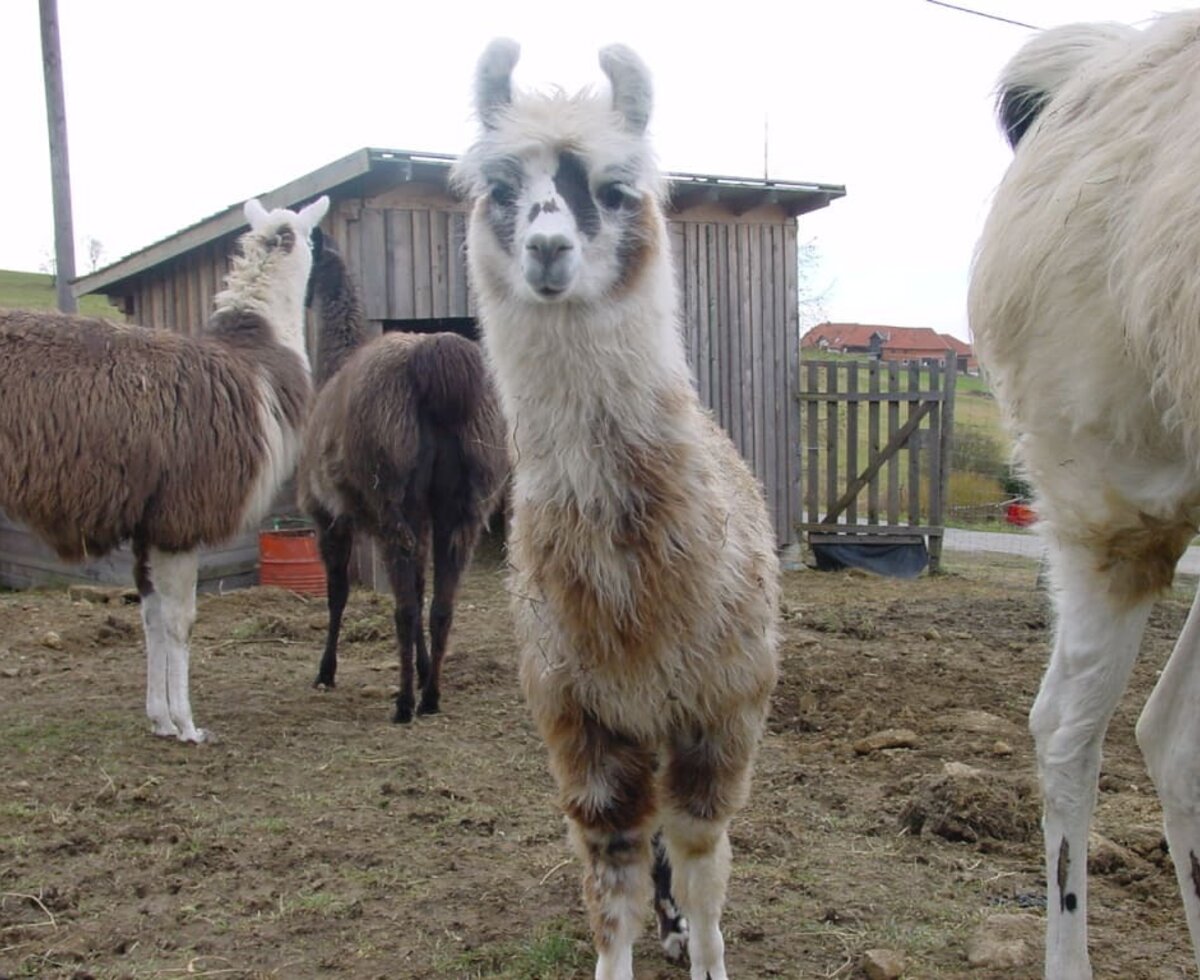 Lamas