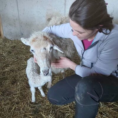 Lisbeth unser ältestes Schaf