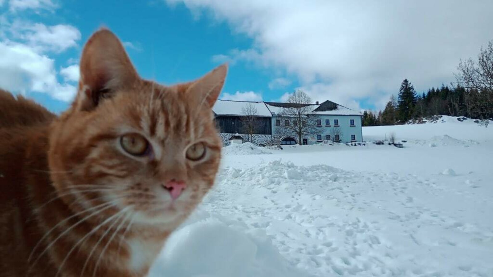 Kater Moritz liebt den Schnee